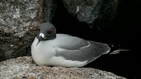 extreme-close-up-of-a-nesting-lava-gull-in-the-galalagos-islands