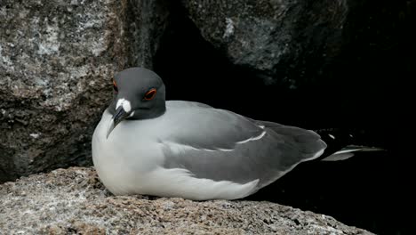 Extreme-Nahaufnahme-einer-Verschachtelung-Lava-Möve-auf-den-Galalagos-Inseln