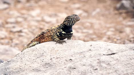 cerca-de-un-lagarto-lava-en-isla-Española