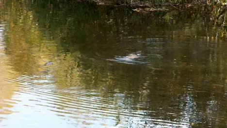 Kamerafahrt-von-einem-Schnabeltier-in-einem-Fluss-Schwimmen