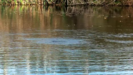 Long-shot-de-un-ornitorrinco-nadando-en-un-río-de-Tasmania