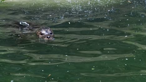 Dichtung-im-Wasser-(Phoca-Vitulina)-steckt-seinen-Kopf-aus-dem-Wasser.-Harbor-Seal-ruht-in-Wasser