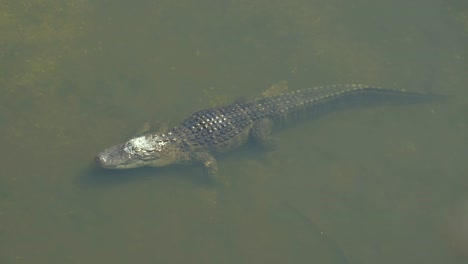 Amerikanischer-Alligator---Alligator-mississippiensis