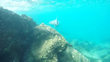 un-tiburón-de-arrecife-de-aleta-blanca-nada-a-lo-largo-de-un-arrecife-en-la-isla-bartolome