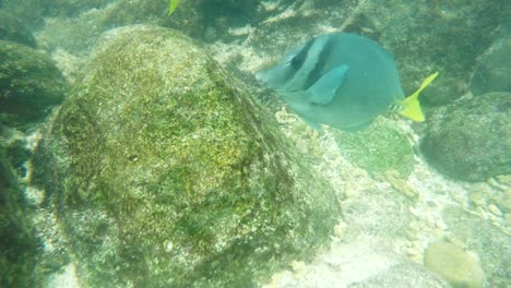 Nahaufnahme-von-einem-gelb-tailed-Doktorfisch-auf-Isla-genovesa