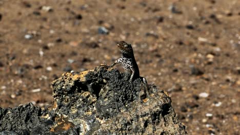 zoom-en-el-tiro-de-una-lagartija-de-lava-en-la-isla-bartolome-en-la-galalagos