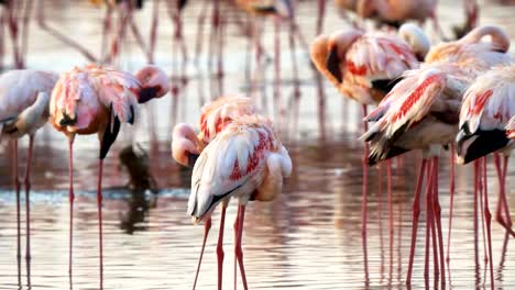 Einige-Flamingos-am-Lake-Bogoria,-Kenia-putzen