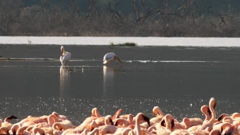lesser-flamingos-and-pelicans-at-lake-bogoria,-kenya