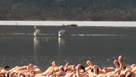 menor-flamencos-y-pelícanos-en-el-lago-bogoria,-Kenia