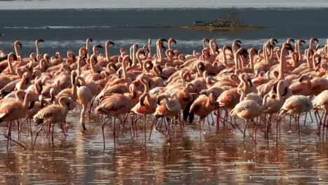 close-up-of-lesser-flamingos-marching-on-the-shore-of-lake-bogoria-in-kenya