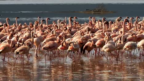 Nahaufnahme-von-Flamingos-marschieren-am-Ufer-des-Lake-Bogoria-in-Kenia