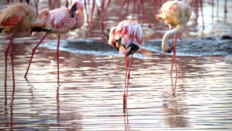 Nahaufnahme-von-drei-Flamingos-am-Lake-Bogoria-in-Kenia-putzen