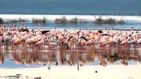 Flamingos-bei-Sonnenaufgang-am-Ufer-des-Lake-Bogoria,-Kenia