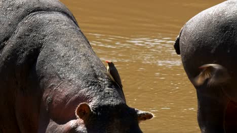 hippo-and-oxpecker-bird-at-masai-mara,-kenya