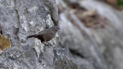 Babbler-bird.