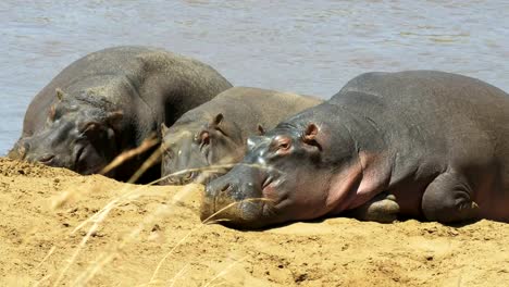 drei-Flusspferde-Sonnenbaden-am-Ufer-Flusses-in-Masai-Mara,-Kenia