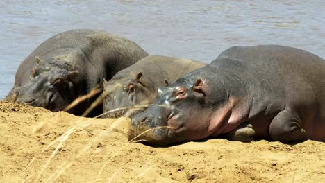 three-hippos-sunbathing-on-the-river-bank-at-masai-mara,-kenya