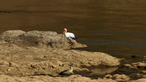 tracking-shot-of-a-yellow-billed-stork-at-the-mara-river,-kenya