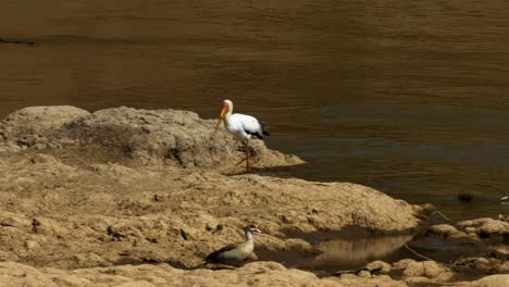 Kamerafahrt-von-einem-gelb-billed-Storch-am-Fluss-Mara,-Kenia