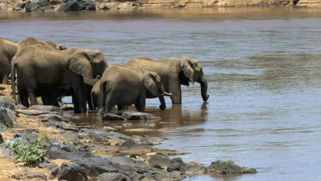 Weitwinkeleinstellung-von-einer-Elefantenherde-trinken-vom-Fluss-Mara-in-Kenia