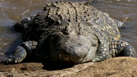 front-on-close-up-of-a-crocodile-on-mara-river-bank,-kenya