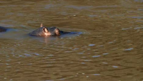 Nahaufnahme-von-einem-Nilpferd-im-Mara-River-in-Masai-Mara-Kenia