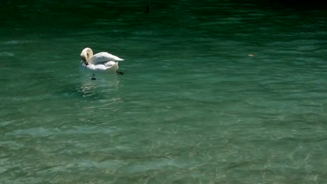 Schwan-schwimmt-gerne-im-See-von-Annecy,-Frankreich