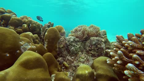 anemone-plant-on-coral-in-sea-underwater,-4k