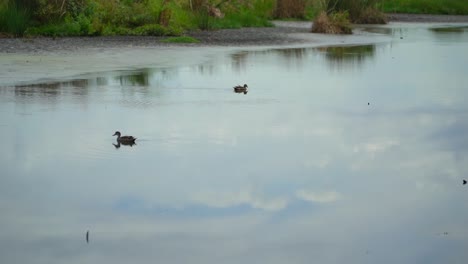 Enten-Schwimmen-im-See-von-Australien