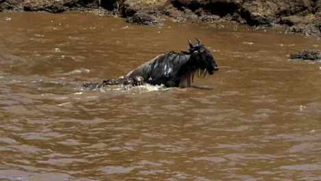 un-wildebeest-lucha-por-liberarse-de-las-fauces-de-un-cocodrilo