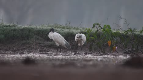 Negro-cabeza-de-Ibis