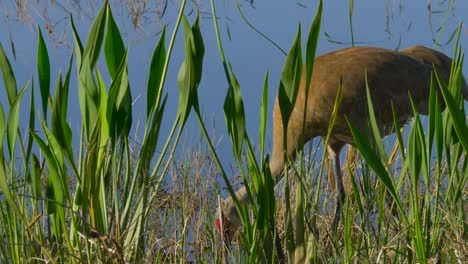 Sandhill-Kran-(Grus-Canadensis)---Florida