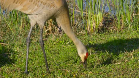 Sandhill-Crane-(Grus-canadensis)---Florida