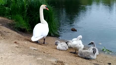 Schwäne-und-ihre-Babys.-Hässliche-Entlein.