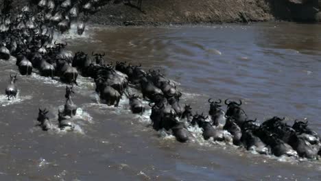 hohen-Rückansicht-einer-GNU-Herde-über-den-Mara-Fluss-in-Kenia