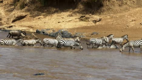 manada-de-cebras-con-seguridad-cruce-el-río-mara-en-masai-mara,-Kenia