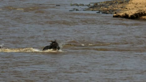 Krokodil-Angriff-auf-mehrere-Gnu-Mara-Fluss,-Kenia