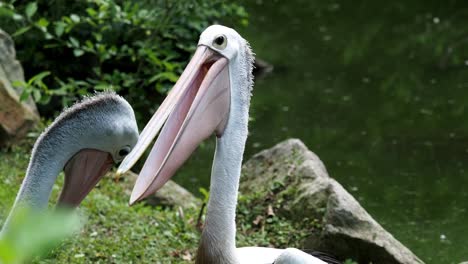 Australiano-pelícanos-(Pelecanus-conspicillatus)-por-el-agua