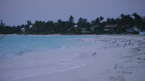 Aves-marinas-en-una-playa-tropical-de-arena-blanca