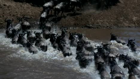 tracking-shot-of-wildebeest-crossing-the-mara-river