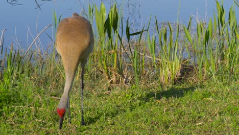 Sandhill-Kran-Grus-Canadensis---Florida