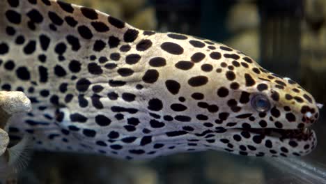 Moray-eel