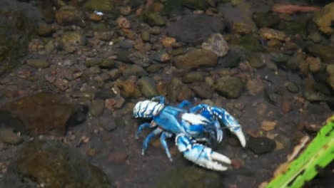 two-lamington-spiny-crays-in-a-mountain-stream-in-queensland