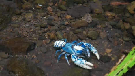 zwei-Lamington-stacheligen-Tiere-in-einem-Gebirgsbach-in-queensland