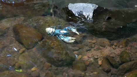 side-on-view-of-a-lamington-spiny-cray-in-a-mountain-stream