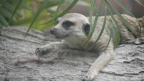 Close-up-face-of-one-Meerkat