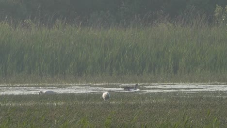 Spoonbills-foraging-in-marsh