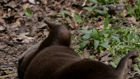 Nahaufnahme-von-einer-orientalischen-kleine-krallenbewehrten-Otter-in-Washington,-dc