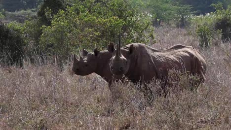 Schwarze-Nashorn,-Diceros-Bicornis,-weiblich-mit-Kalb,-Masai-Mara-Park-in-Kenia,-Real-Time-4K