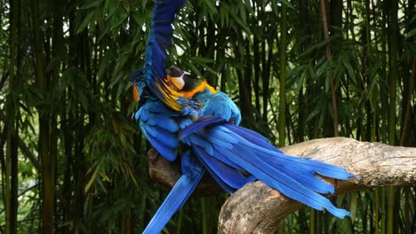 Blue-and-yellow-Macaw,-ara-ararauna,-Pair-Mating,-Reel-Time-4K